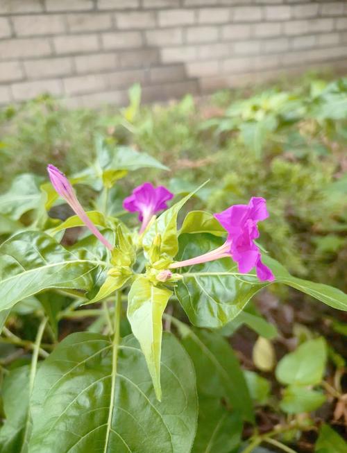 紫茉莉的文化传说,紫茉莉的相关资料?-第3张图片-优品飞百科 紫茉莉的文化传说,紫茉莉的相关资料?-第3张图片-优品飞百科