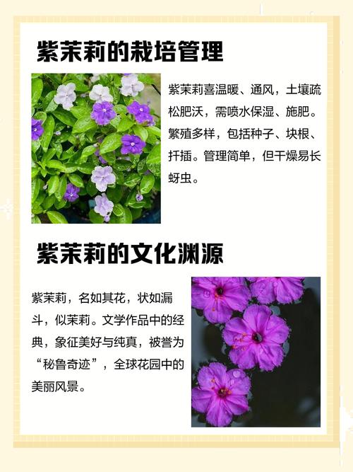 紫茉莉的文化传说,紫茉莉的相关资料?-第4张图片-优品飞百科 紫茉莉的文化传说,紫茉莉的相关资料?-第4张图片-优品飞百科