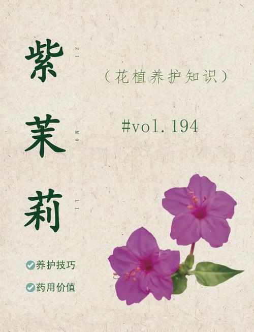 紫茉莉的文化传说,紫茉莉的相关资料?-第5张图片-优品飞百科 紫茉莉的文化传说,紫茉莉的相关资料?-第5张图片-优品飞百科