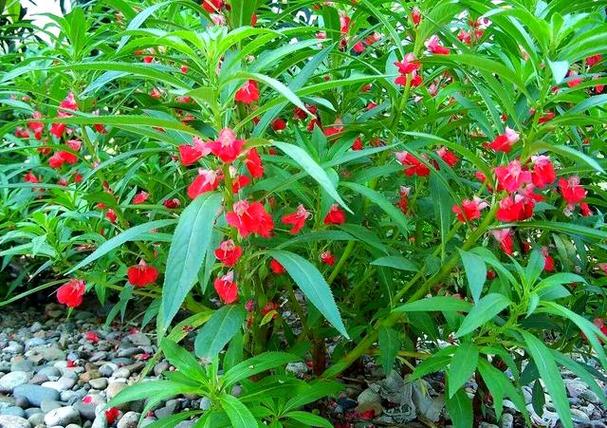 紫茉莉的文化传说,紫茉莉的相关资料?-第6张图片-优品飞百科 紫茉莉的文化传说,紫茉莉的相关资料?-第6张图片-优品飞百科