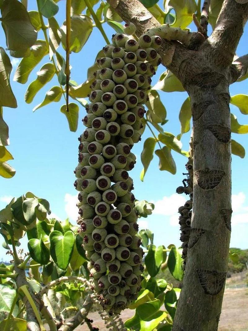 热带雨林中的植物，热带雨林中的植物都有着宽大的叶片其主要进行的作用有？-第1张图片-优品飞百科