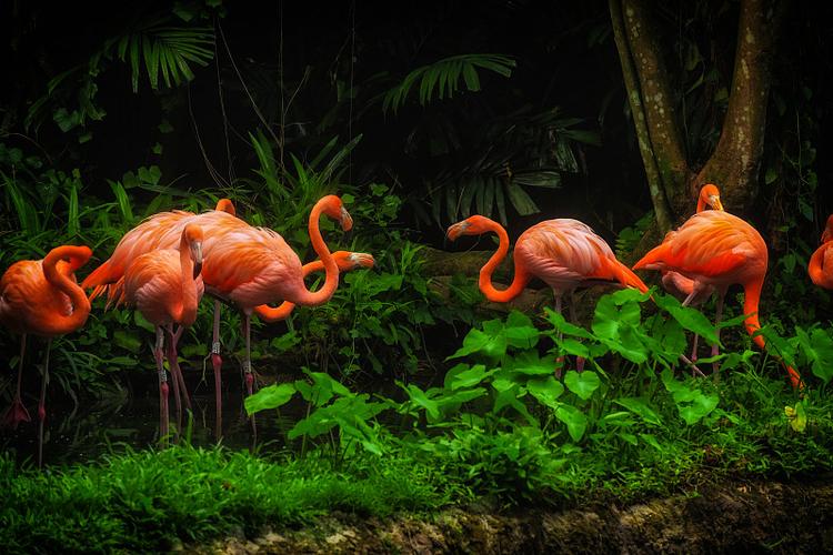 热带雨林中的植物，热带雨林中的植物都有着宽大的叶片其主要进行的作用有？-第2张图片-优品飞百科