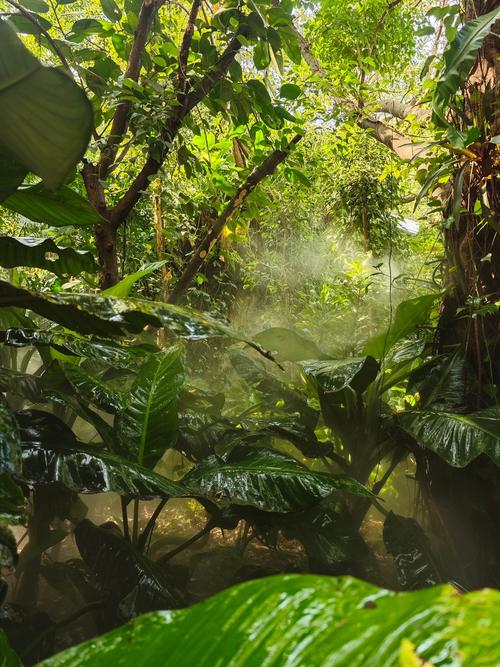 热带雨林中的植物，热带雨林中的植物都有着宽大的叶片其主要进行的作用有？-第3张图片-优品飞百科