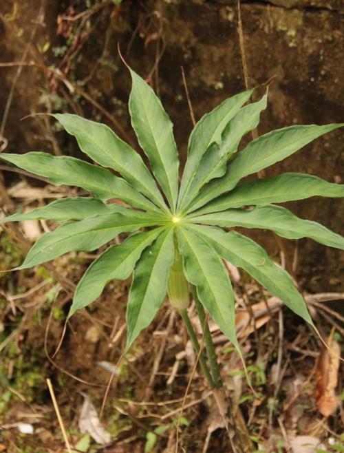 热带雨林中的植物，热带雨林中的植物都有着宽大的叶片其主要进行的作用有？-第4张图片-优品飞百科