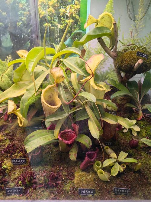 热带雨林中的植物，热带雨林中的植物都有着宽大的叶片其主要进行的作用有？-第5张图片-优品飞百科