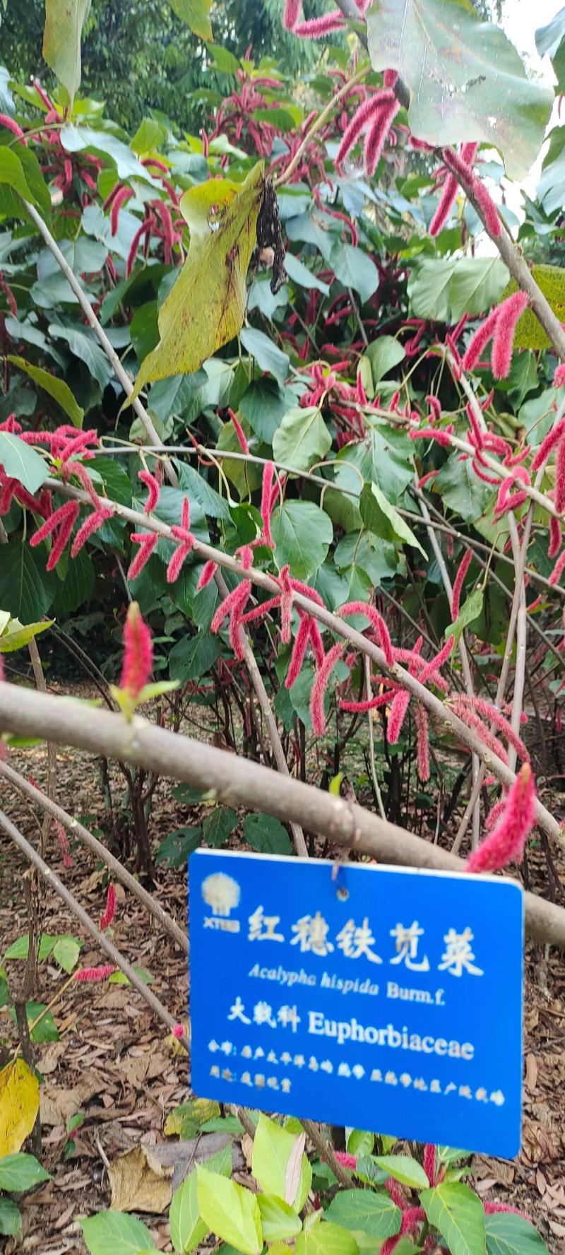热带雨林中的植物，热带雨林中的植物都有着宽大的叶片其主要进行的作用有？-第6张图片-优品飞百科