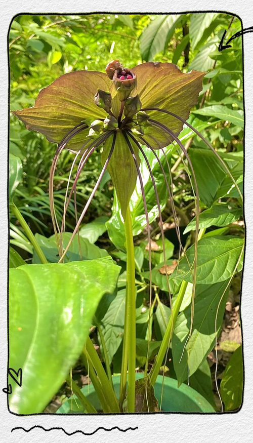 热带雨林中的植物，热带雨林中的植物都有着宽大的叶片其主要进行的作用有？-第7张图片-优品飞百科