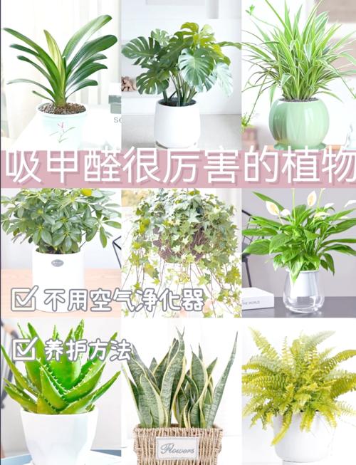 吊兰常春藤...能吸甲醛能治病，100盆都不嫌多！？常春藤吊兰几月份摘心？