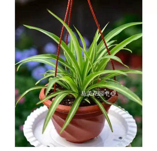 吊兰常春藤...能吸甲醛能治病，100盆都不嫌多！？常春藤吊兰几月份摘心？-第2张图片-优品飞百科