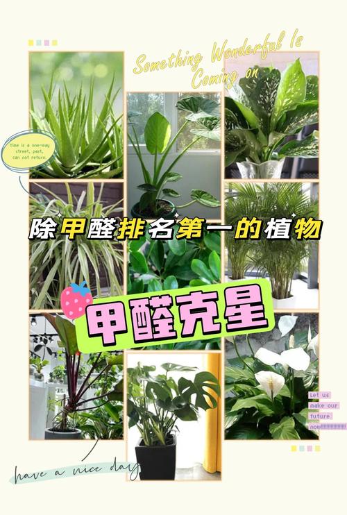 吊兰常春藤...能吸甲醛能治病，100盆都不嫌多！？常春藤吊兰几月份摘心？-第4张图片-优品飞百科