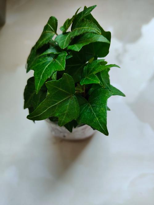 吊兰常春藤...能吸甲醛能治病，100盆都不嫌多！？常春藤吊兰几月份摘心？-第5张图片-优品飞百科