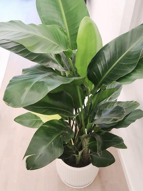 吊兰常春藤...能吸甲醛能治病，100盆都不嫌多！？常春藤吊兰几月份摘心？-第6张图片-优品飞百科