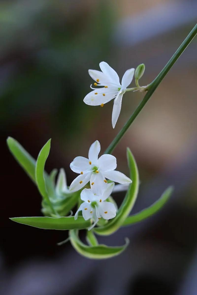 吊兰常春藤...能吸甲醛能治病，100盆都不嫌多！？常春藤吊兰几月份摘心？-第7张图片-优品飞百科
