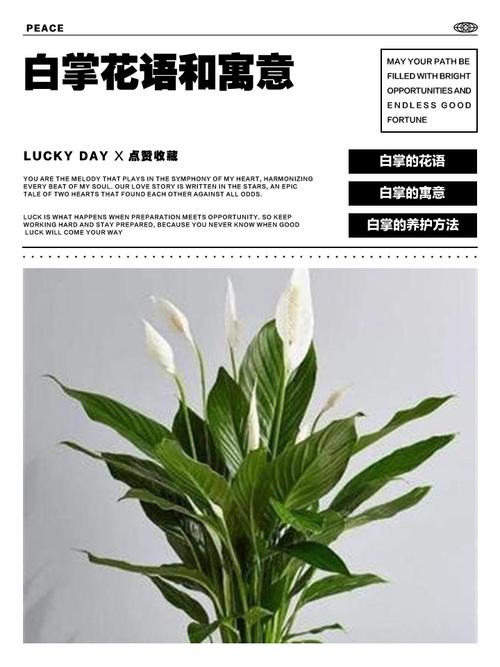 白掌的寓意？白掌的寓意与风水？