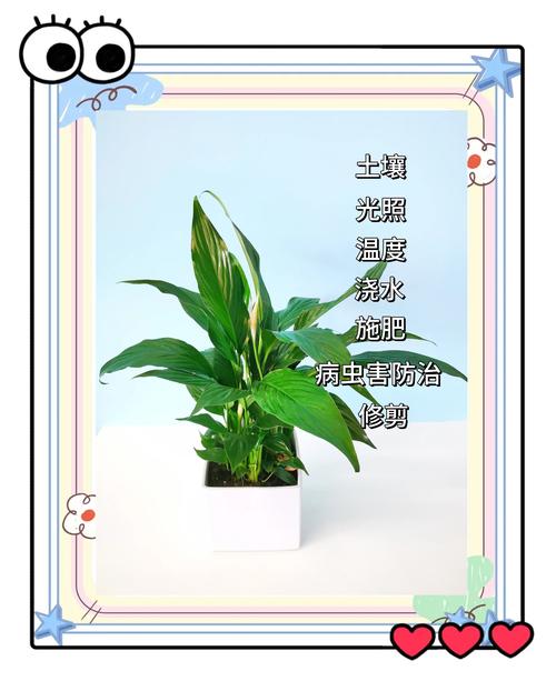 白掌的寓意？白掌的寓意与风水？-第2张图片-优品飞百科