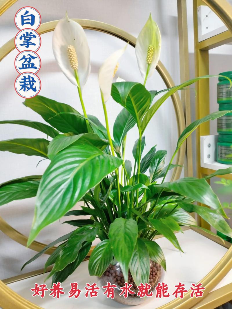 白掌的寓意？白掌的寓意与风水？-第3张图片-优品飞百科