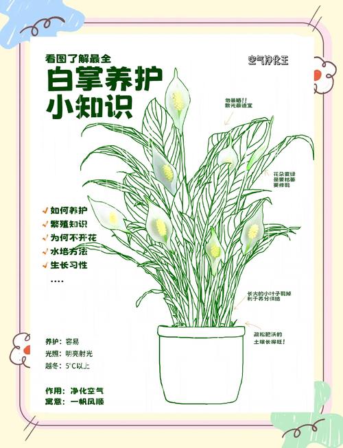 白掌的寓意？白掌的寓意与风水？-第4张图片-优品飞百科