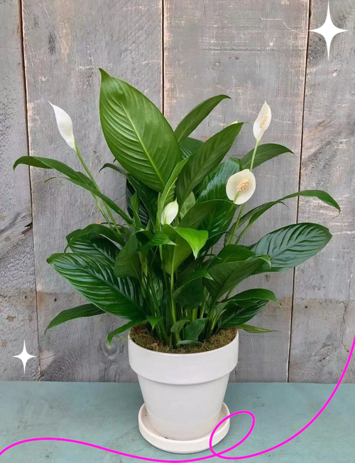 白掌的寓意？白掌的寓意与风水？-第5张图片-优品飞百科