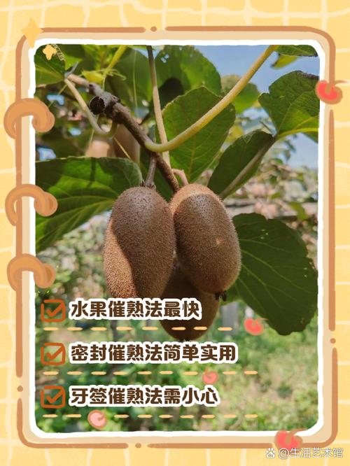 猕猴桃怎么保存，怎么催熟，猕猴桃怎么保存比较久？-第1张图片-优品飞百科