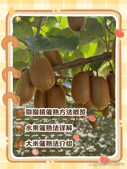 猕猴桃怎么保存，怎么催熟，猕猴桃怎么保存比较久？-第2张图片-优品飞百科