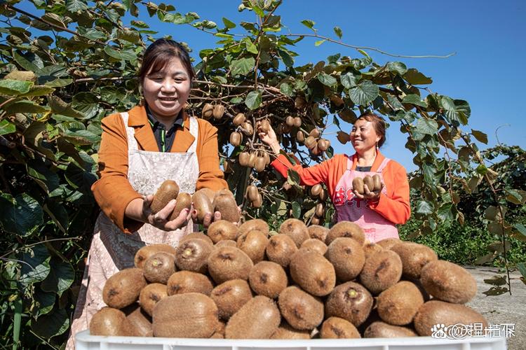猕猴桃怎么保存，怎么催熟，猕猴桃怎么保存比较久？-第3张图片-优品飞百科