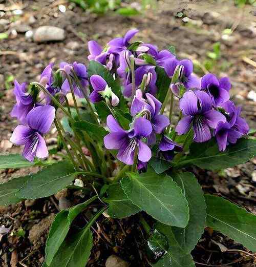 紫草的功效与作用，防风的功效与作用？-第1张图片-优品飞百科