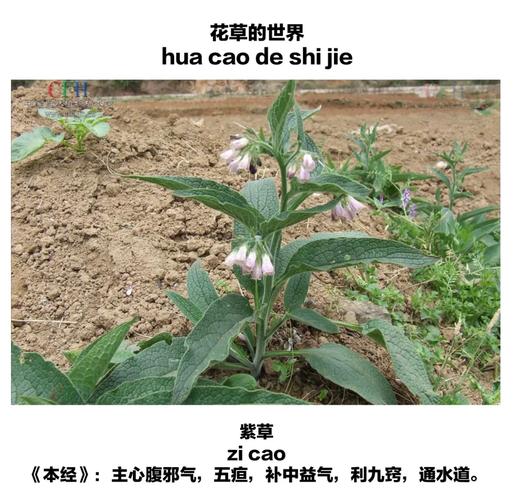 紫草的功效与作用，防风的功效与作用？-第3张图片-优品飞百科