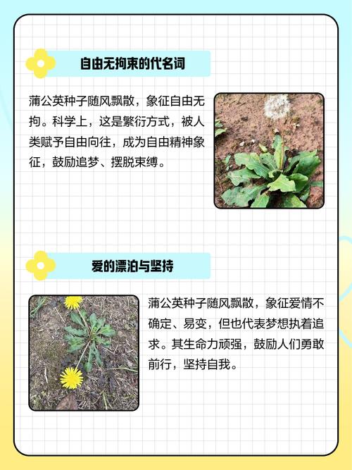 蒲公英寓意是什么，代表什么含义，蒲公英代表什么含义?有什么象征意义吗?-第1张图片-优品飞百科
