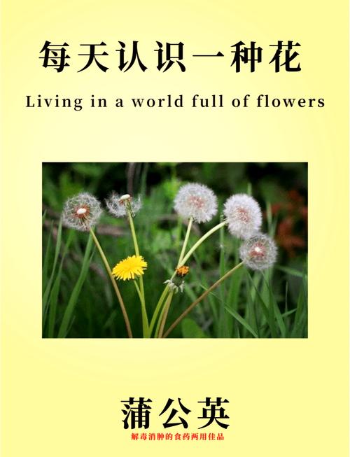 蒲公英寓意是什么，代表什么含义，蒲公英代表什么含义?有什么象征意义吗?-第3张图片-优品飞百科