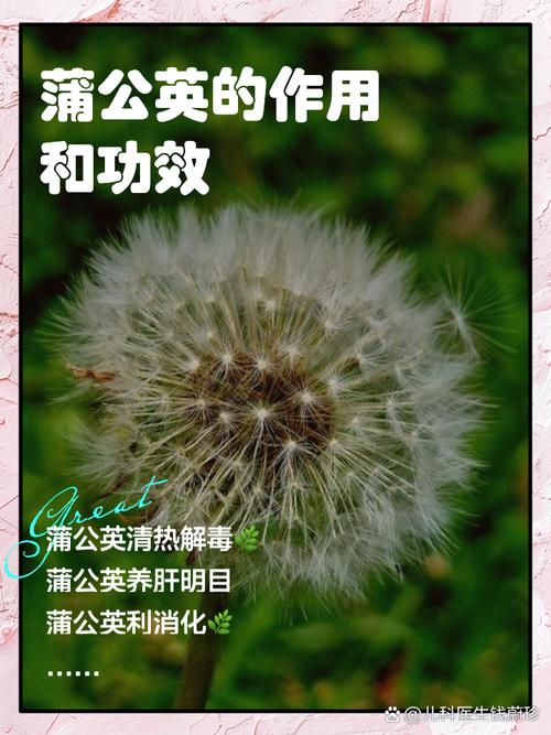 蒲公英寓意是什么，代表什么含义，蒲公英代表什么含义?有什么象征意义吗?-第4张图片-优品飞百科