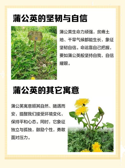 蒲公英寓意是什么，代表什么含义，蒲公英代表什么含义?有什么象征意义吗?-第5张图片-优品飞百科
