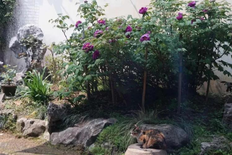 无锡小娄巷154岁牡丹，一口气开72朵，老外曾专门给它拍纪录片！，无锡小娄巷牡丹花具体位置-第1张图片-优品飞百科