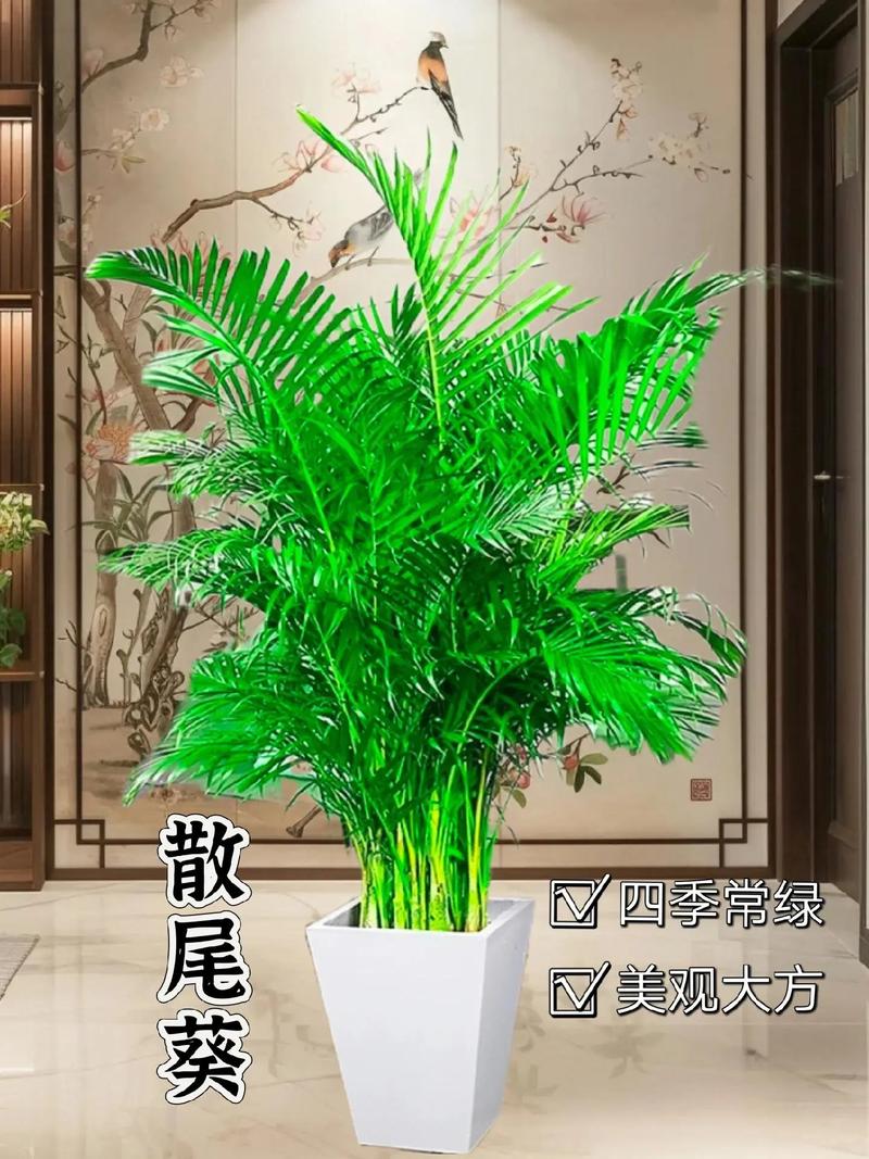 凤尾竹可以养在卧室吗,凤尾竹放卧室里有没有害健康-第1张图片-优品飞百科 凤尾竹可以养在卧室吗,凤尾竹放卧室里有没有害健康-第1张图片-优品飞百科