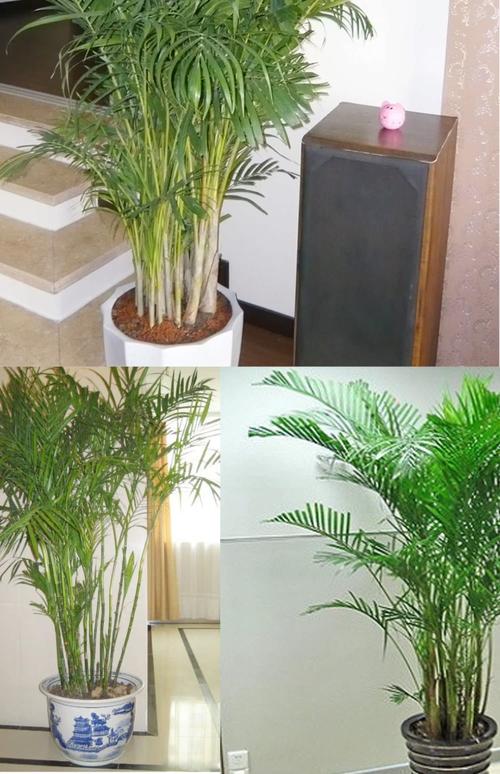 凤尾竹可以养在卧室吗,凤尾竹放卧室里有没有害健康-第2张图片-优品飞百科 凤尾竹可以养在卧室吗,凤尾竹放卧室里有没有害健康-第2张图片-优品飞百科