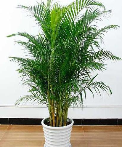 凤尾竹可以养在卧室吗,凤尾竹放卧室里有没有害健康-第4张图片-优品飞百科 凤尾竹可以养在卧室吗,凤尾竹放卧室里有没有害健康-第4张图片-优品飞百科