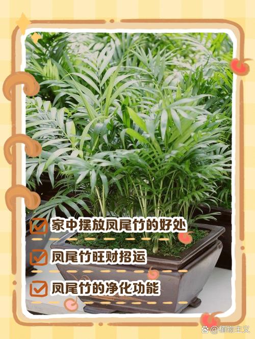 凤尾竹可以养在卧室吗,凤尾竹放卧室里有没有害健康-第6张图片-优品飞百科 凤尾竹可以养在卧室吗,凤尾竹放卧室里有没有害健康-第6张图片-优品飞百科