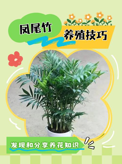 凤尾竹可以养在卧室吗,凤尾竹放卧室里有没有害健康-第7张图片-优品飞百科 凤尾竹可以养在卧室吗,凤尾竹放卧室里有没有害健康-第7张图片-优品飞百科