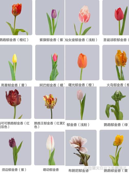 郁金香花语?白色郁金香花语?-第5张图片-优品飞百科 郁金香花语?白色郁金香花语?-第5张图片-优品飞百科