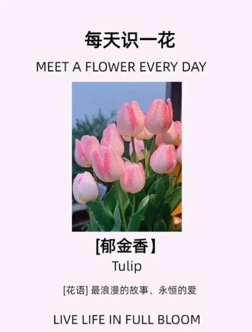 郁金香花语?白色郁金香花语?-第6张图片-优品飞百科 郁金香花语?白色郁金香花语?-第6张图片-优品飞百科