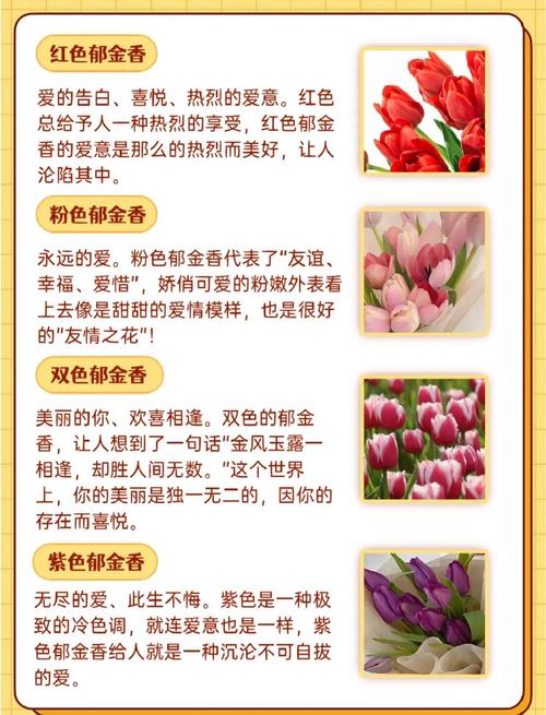 郁金香花语?白色郁金香花语?-第7张图片-优品飞百科 郁金香花语?白色郁金香花语?-第7张图片-优品飞百科