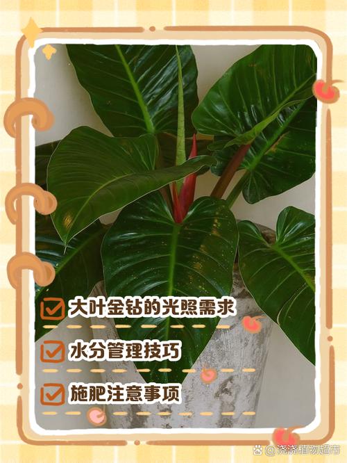 金钻花为何叫辟邪王，金钻花寓意是什么？