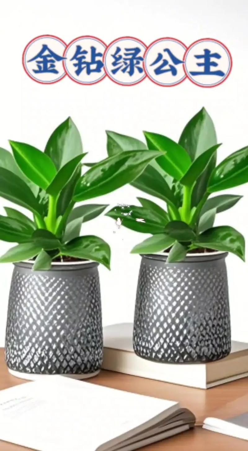 金钻花为何叫辟邪王，金钻花寓意是什么？-第2张图片-优品飞百科