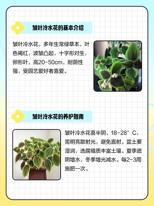 冷水花的花语和寓意，送人有什么禁忌？冷水花的花语和寓意,送人有什么禁忌呢？