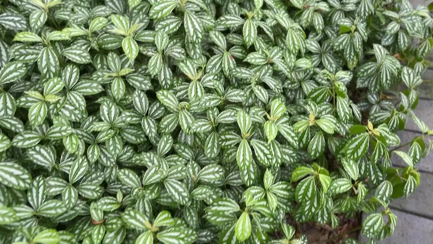 冷水花的花语和寓意，送人有什么禁忌？冷水花的花语和寓意,送人有什么禁忌呢？-第3张图片-优品飞百科