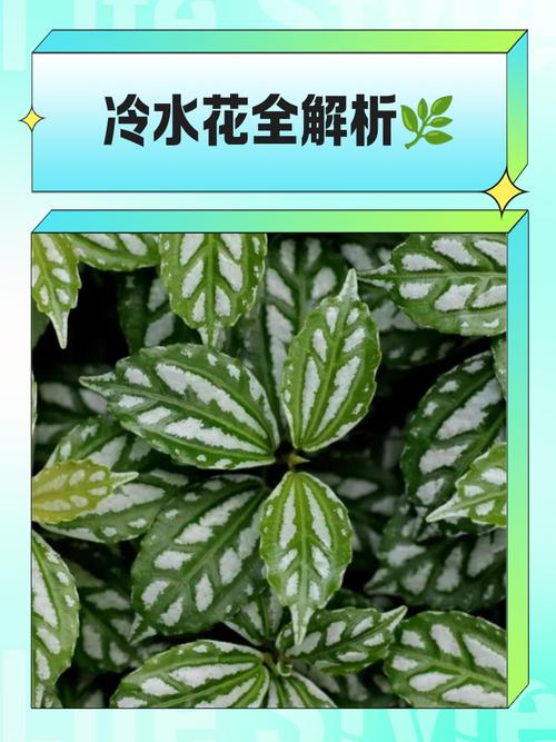 冷水花的花语和寓意，送人有什么禁忌？冷水花的花语和寓意,送人有什么禁忌呢？-第4张图片-优品飞百科