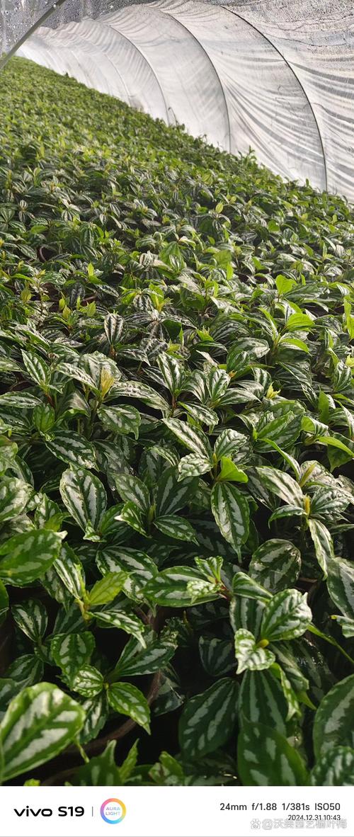 冷水花的花语和寓意，送人有什么禁忌？冷水花的花语和寓意,送人有什么禁忌呢？-第5张图片-优品飞百科