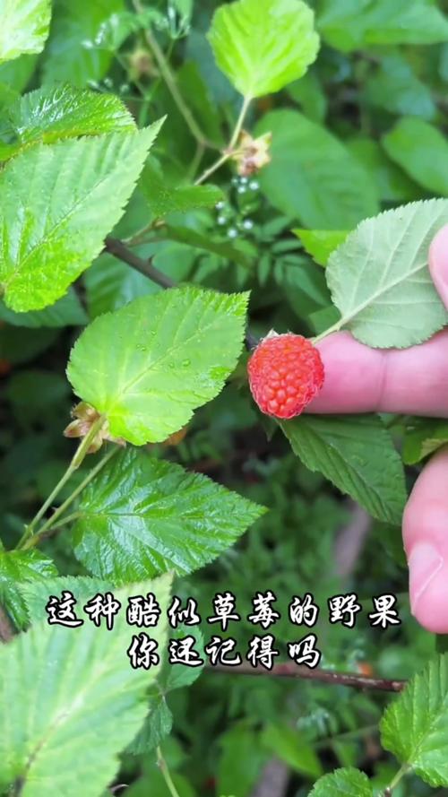 类叶升麻有毒吗，升麻叶的功效与作用-第1张图片-优品飞百科