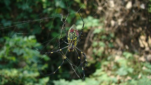 类叶升麻有毒吗，升麻叶的功效与作用-第4张图片-优品飞百科