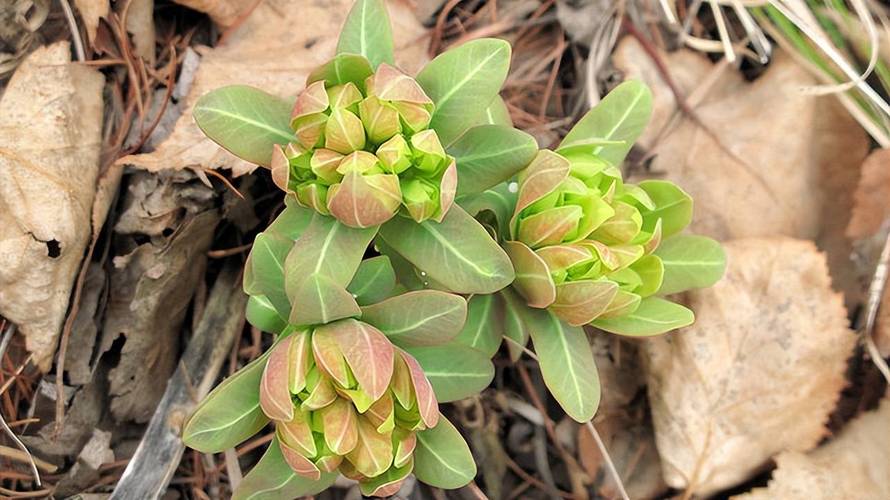 类叶升麻有毒吗，升麻叶的功效与作用-第5张图片-优品飞百科