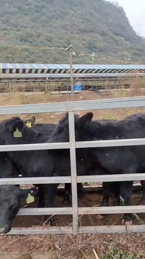 博落回的养殖方法和注意事项，博落回植物图片？-第1张图片-优品飞百科